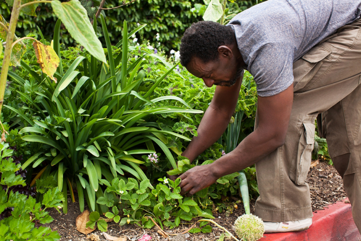 He plants. Gardeners Blacks. Guerilla Gardening. Рон Финли. Рон Финли сад.